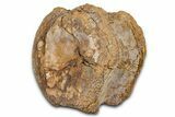 Hadrosaur (Edmontosaurus) Caudal Vertebra Centrum - Wyoming #370680-3